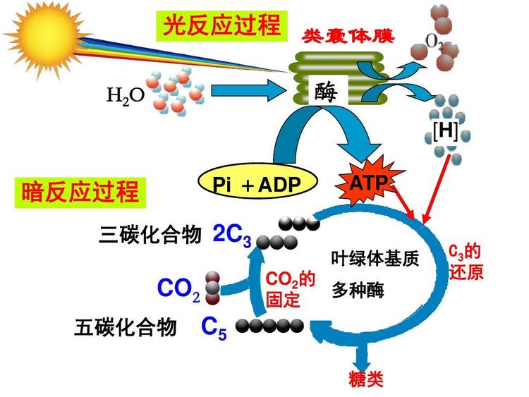 光合作用的光反应过程