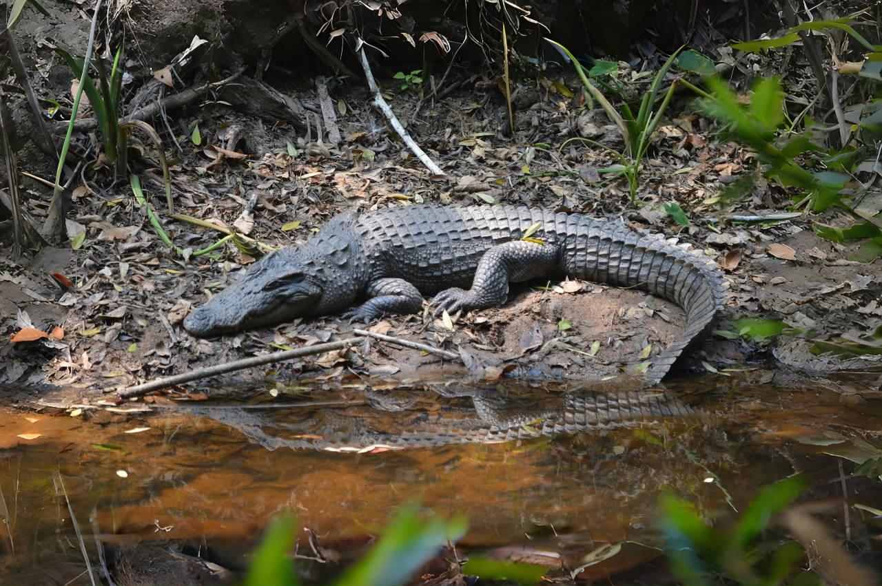 澳洲護林員捕獲巨型鹹水鱷– DW – 2018年7月10日, image size:1280x851