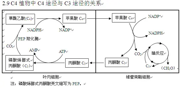 光合作用