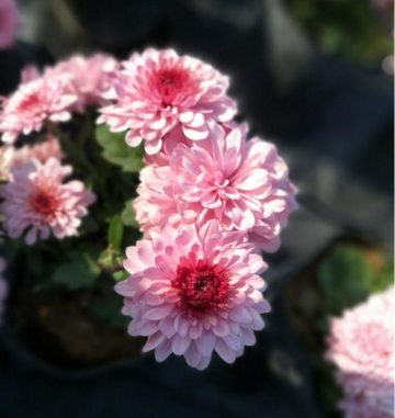 粉菊花-被子植物门双子叶植物纲桔梗目菊科植物