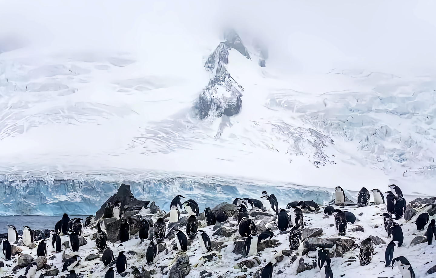 王企鹅属- 抖音百科