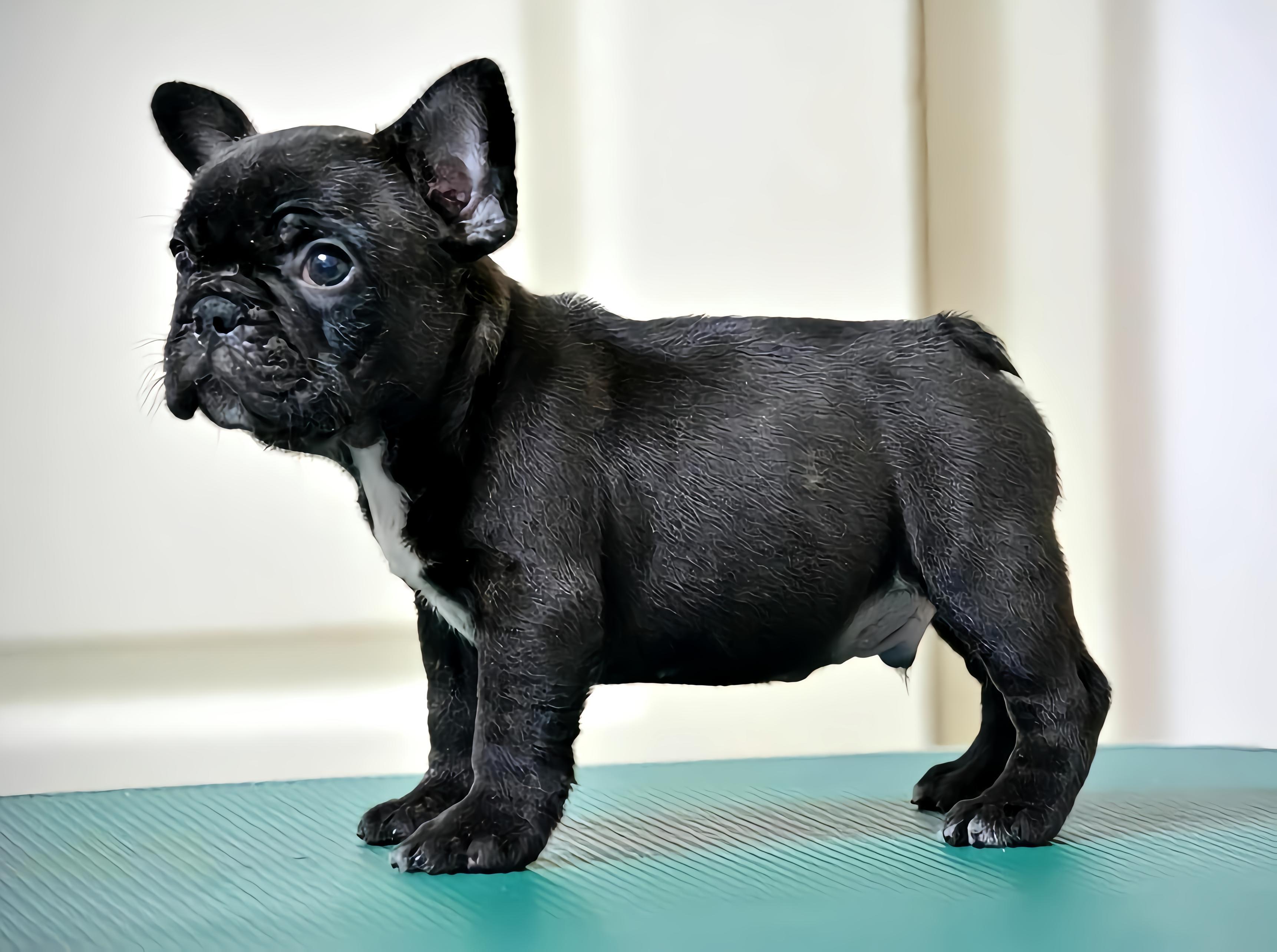 英國鬥牛犬(@viktoriiafedoseeva584vzx) • Instagram photos and videos, image size:3444x2568