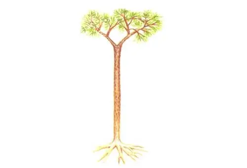 普通鳞木-快懂百科