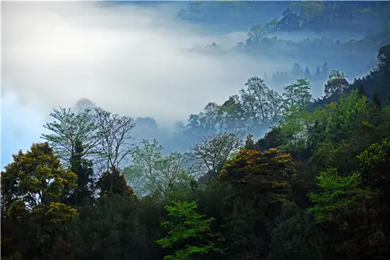 雨城区