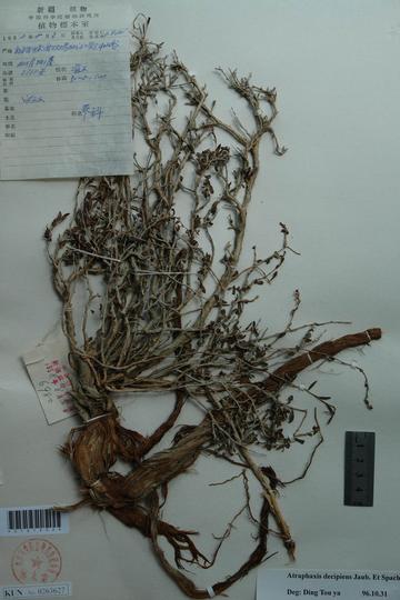 细枝木蓼-蓼科木蓼属植物