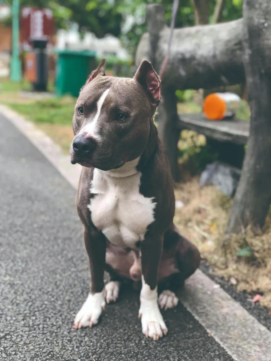 比特犬- 抖音百科