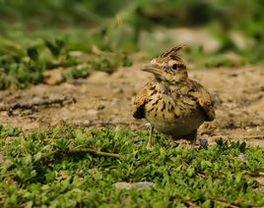 鳞斑地鸠