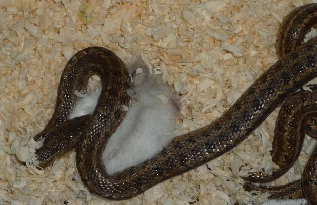 铁线蛇- 抖音百科