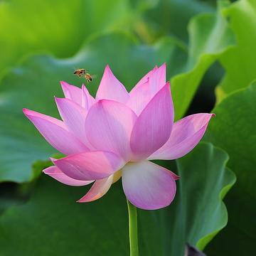 火花-荷花品种