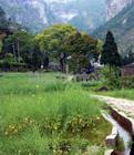 黄坦硐村-黄坦硐村