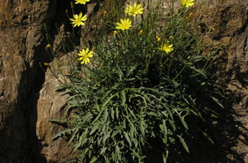 弯茎还阳参-菊科还阳参属植物