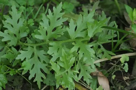 蕨类植物