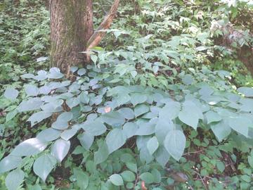 山橿-毛茛目樟科植物