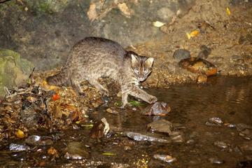 西表山猫 イリオモテヤマネコ - Wikipedia