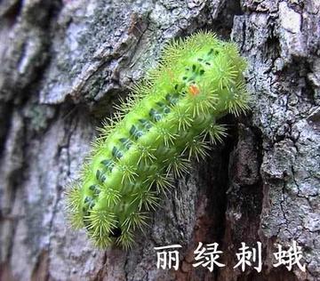 丽绿刺蛾-刺蛾科绿刺蛾属蛾类