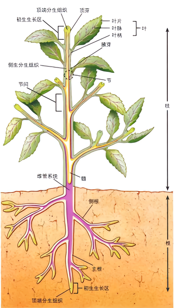 维管植物