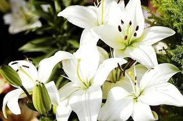 狐尾百合-百合科百合属的植物