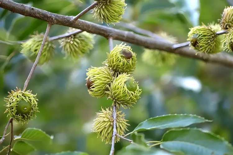 麻栎