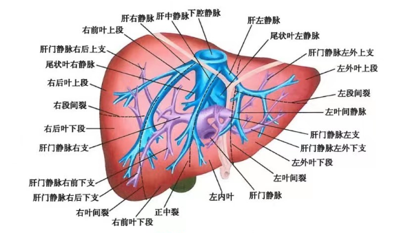 肝脏- 抖音百科