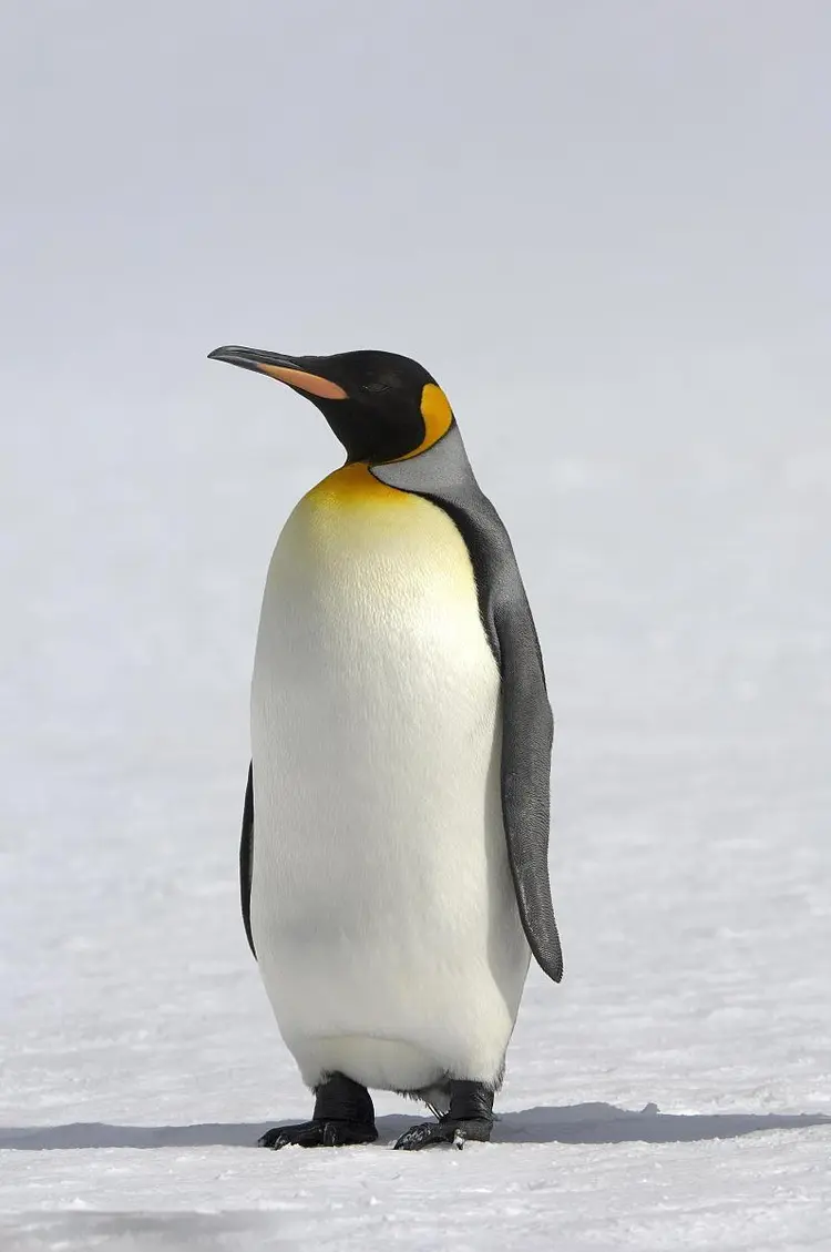 王企鹅- 抖音百科