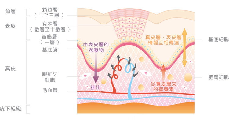 表皮细胞