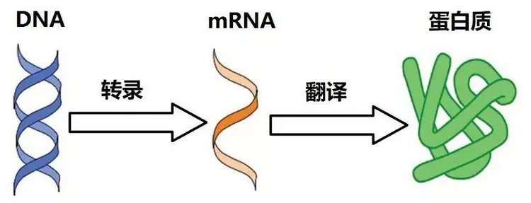 核酸