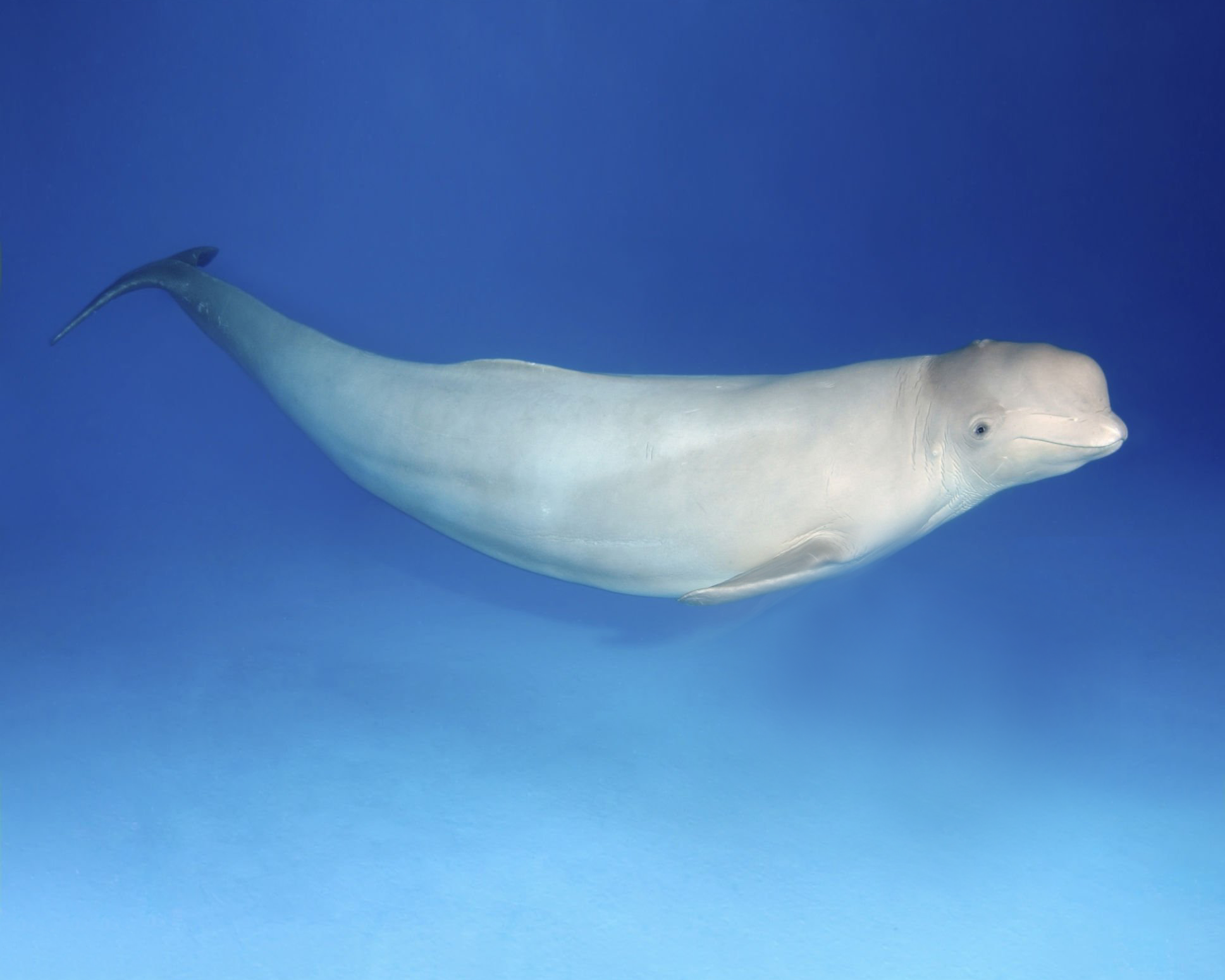 白鲸- 抖音百科