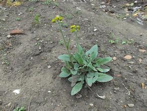 匍枝狗舌草-菊科狗舌草属植物