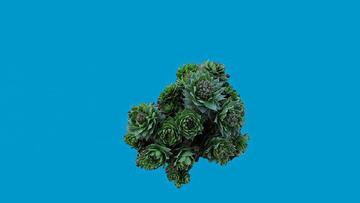 库页红景天-景天科红景天属植物