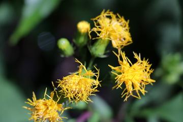 菊三七