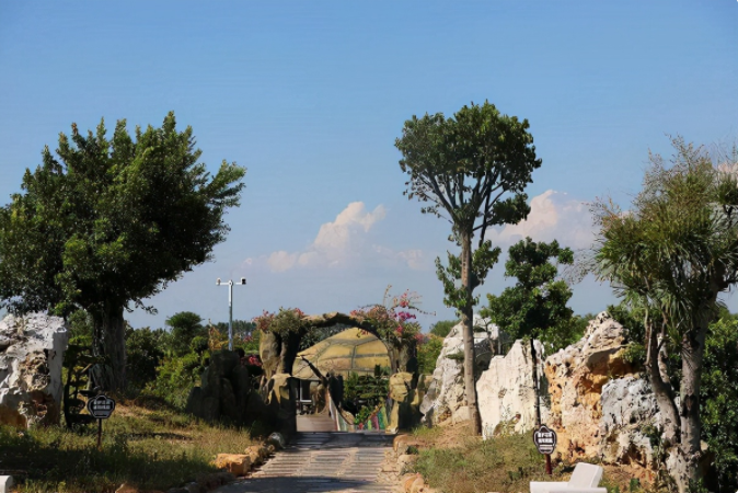 梦境解析，家中突现死孔雀——寓意与心理解析的深度探索