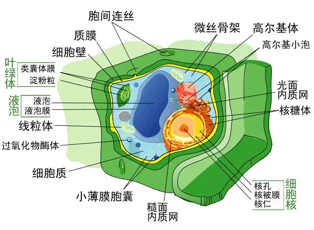 细胞