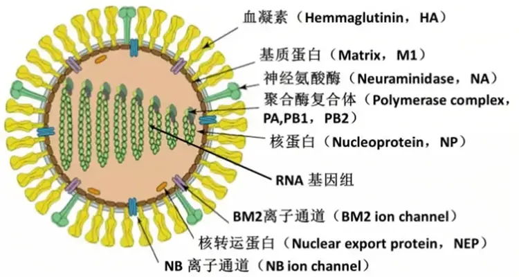 甲型流感病毒