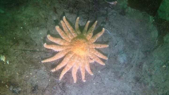 Massive Starfish Die-Off Is Tied To Global Warming : NPR