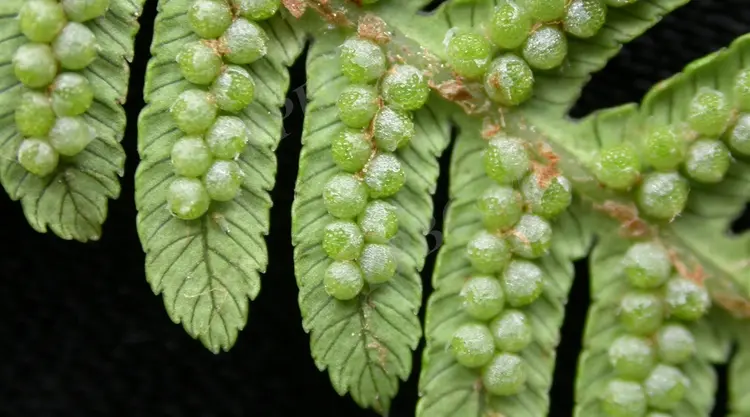 蕨类植物