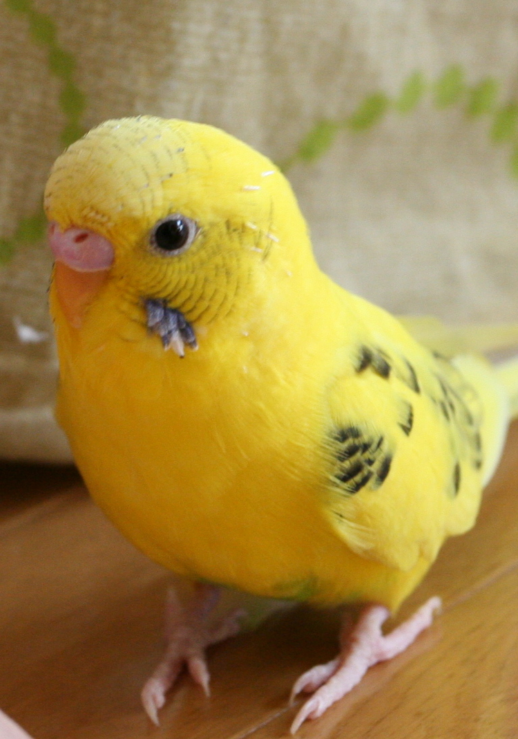 虎皮鹦鹉- 抖音百科