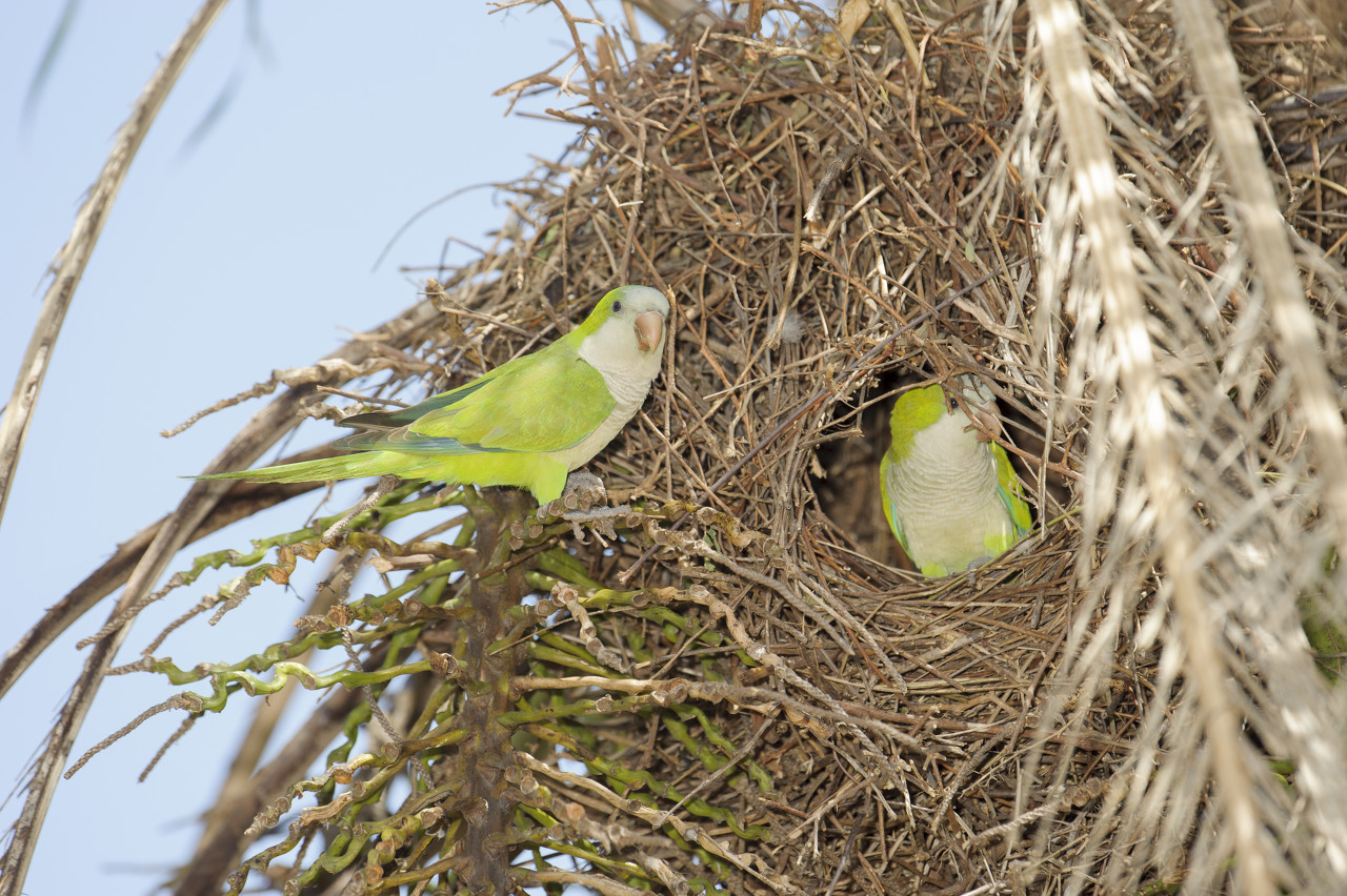 和尚鹦鹉- 抖音百科