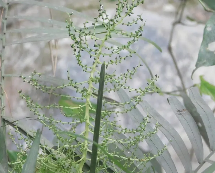 袖珍椰子