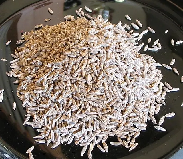 孜然芹