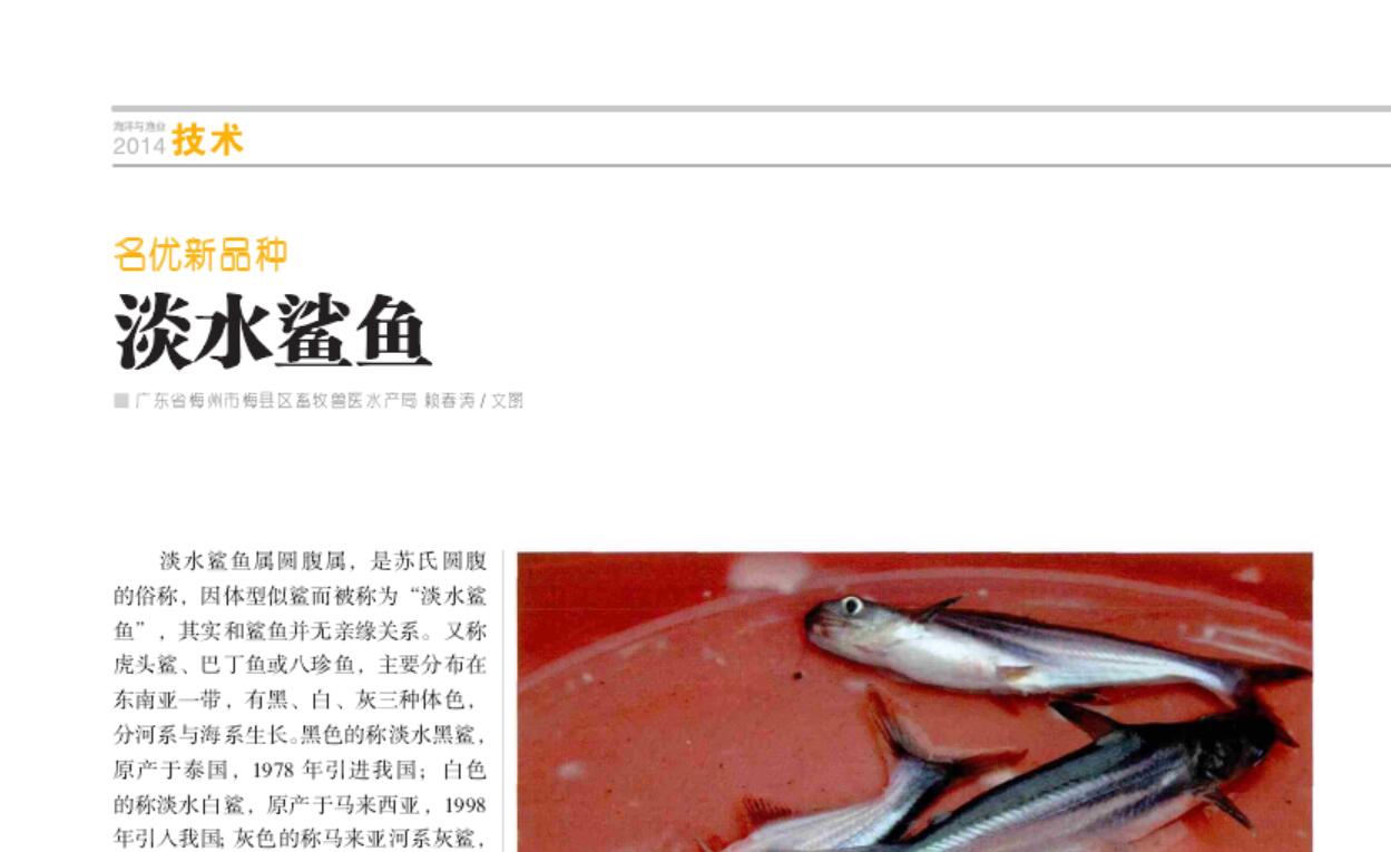 淡水鲨鱼- 抖音百科