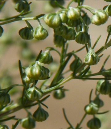 细叶山艾-菊科蒿属植物