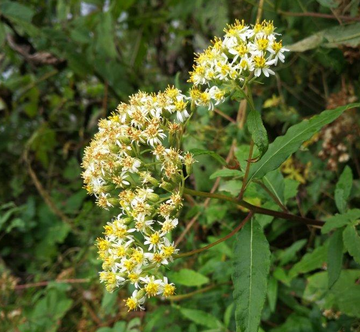 小舌菊
