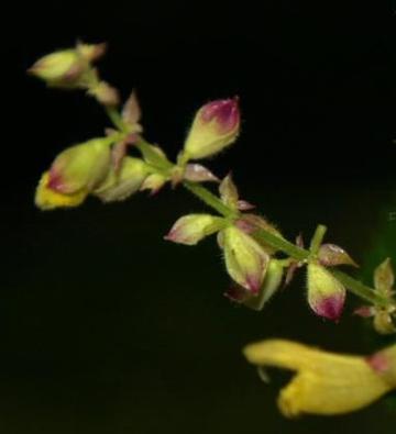 圆苞鼠尾草-唇形科鼠尾草属植物