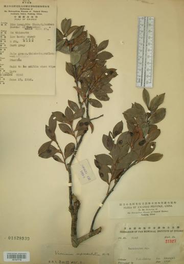 凸脉越桔-杜鹃花科越橘属植物
