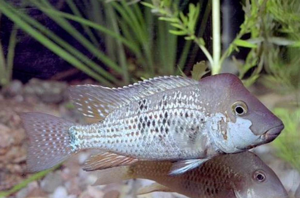 铜灯鱼(Hasemania nana)：饲养、护理与繁殖指南- Taba.su, image size:1238x820