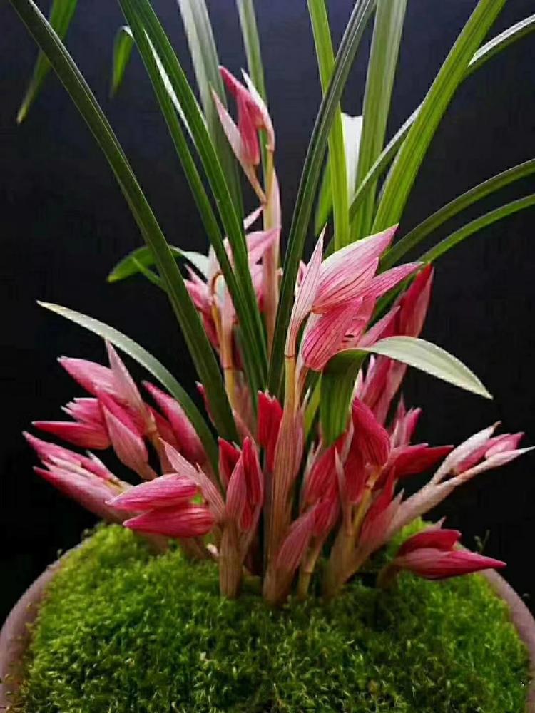 中国四川蘭 紅花素 5本立 花芽2 秉承传统酿造工艺茅台镇第