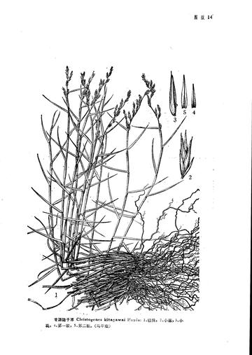 凌源隐子草-禾本科隐子草属植物