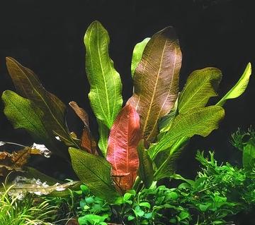 皇冠草-泽泻科肋果慈姑属植物