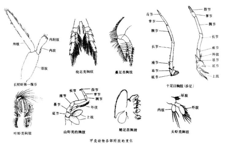 甲壳动物亚门