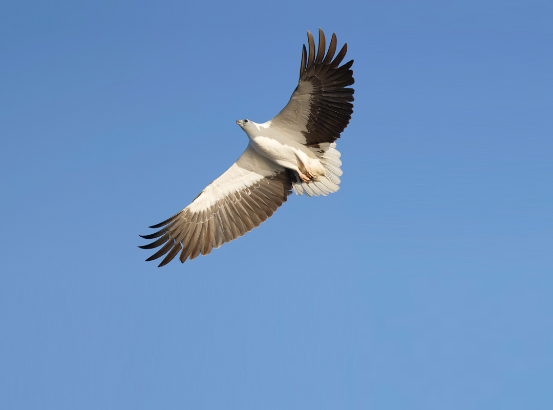 白腹海雕- 抖音百科, image size:1080x800